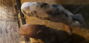 Vind 3 grasunei 60-70 kg.unul pt.rotisor cel alb.si 2 pt jngrasare