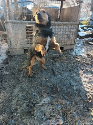 Pereche de jagdterieri   - imagine 2