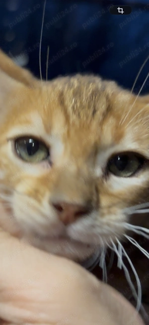 Vând pisică Bengal brown , ochii verzi , mascul  - imagine 3