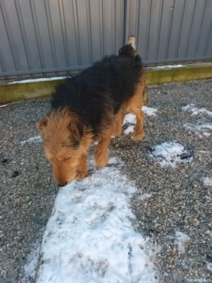 Pereche de jagdterieri   - imagine 4