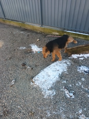 Pereche de jagdterieri   - imagine 5