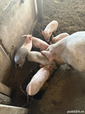 purcei de crescut - imagine 2