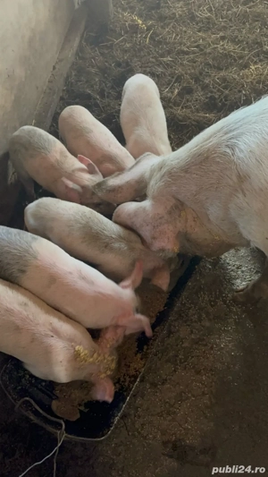 purcei de crescut - imagine 3