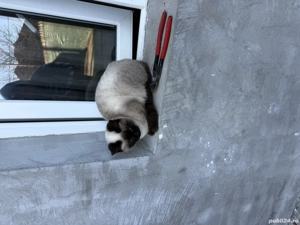 Siameză de rasă pură, 