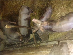 Vând godini rasă de carne - imagine 2