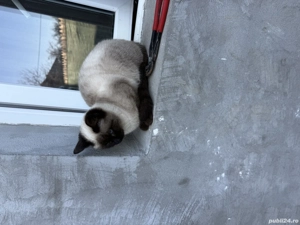 Siameză de rasă pură,  - imagine 2