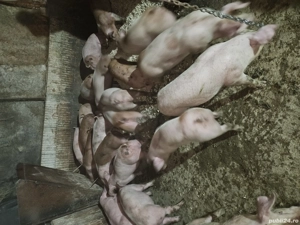 Vând purcei și porci de carne  - imagine 3