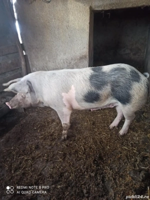 Vand purcica de carne 