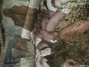 Vând purcei și porci de carne  - imagine 4