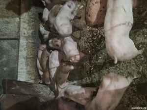 Vând purcei și porci de carne  - imagine 2