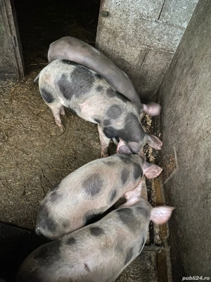 vând purcei de carne  - imagine 2