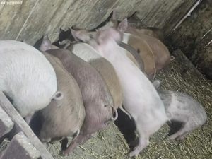 vând 10 purcei de 11 săptămâni rasă de calitate de carne  - imagine 2