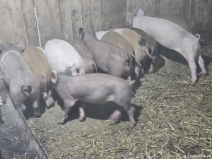 vând 10 purcei de 11 săptămâni rasă de calitate de carne  - imagine 3