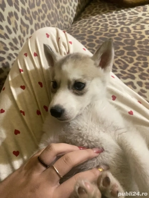 vand catel husky - imagine 4