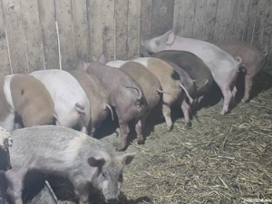 vând 10 purcei de 11 săptămâni rasă de calitate de carne  - imagine 5