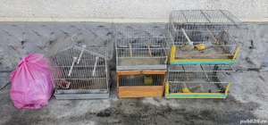 Colivie păsări - imagine 3