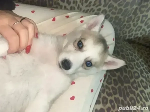 vand catel husky - imagine 3