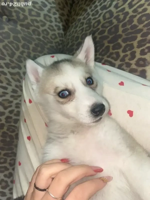 vand catel husky - imagine 2