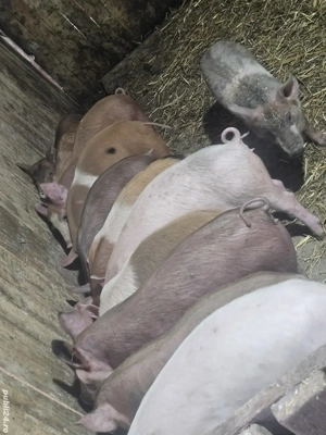 vând 10 purcei de 11 săptămâni rasă de calitate de carne  - imagine 4
