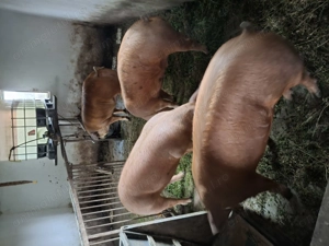 Vând porci 150 -200 kg - imagine 3