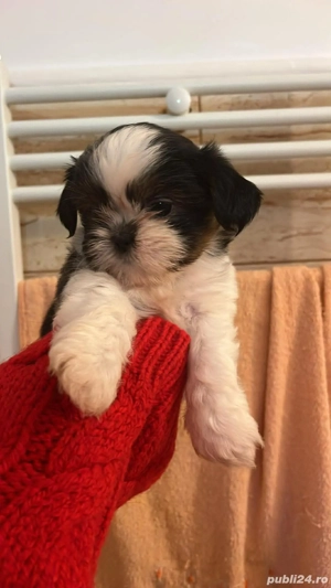 Shih tzu de vanzare, masculi si femele 