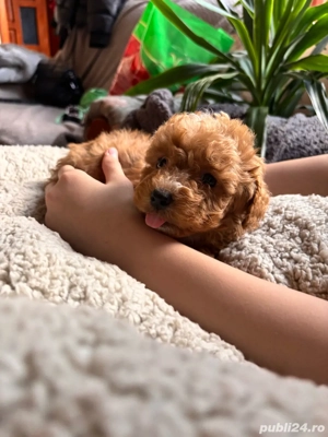 maltipoo mini toy - imagine 3