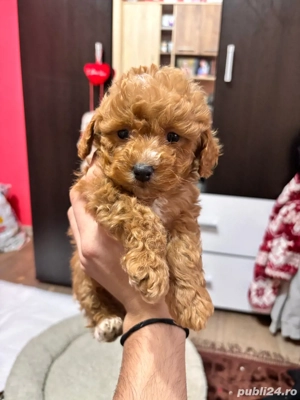 maltipoo mini toy - imagine 2