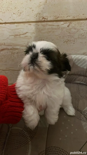 Shih tzu de vanzare, masculi si femele  - imagine 2