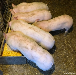 vând purcei de carne 