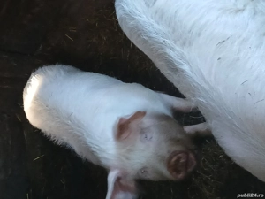 Schimb 2 porci cu capre  - imagine 3