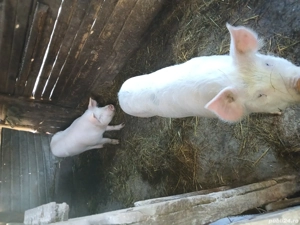 Schimb 2 porci cu capre 