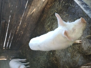 Schimb 2 porci cu capre  - imagine 2