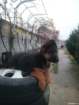 Pui ciobănesc german - imagine 2