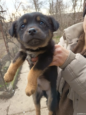 Câței gratis 2 luni