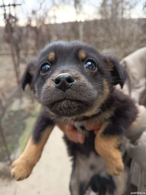 Câței gratis 2 luni - imagine 5