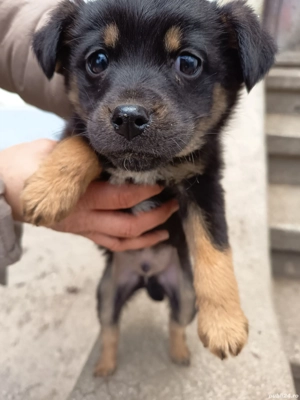 Câței gratis 2 luni - imagine 4