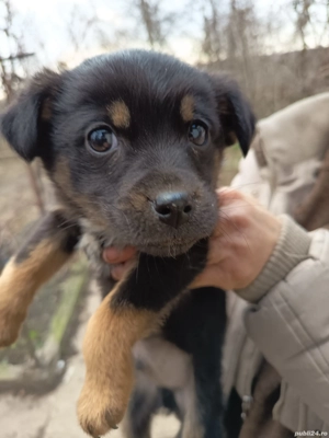 Câței gratis 2 luni - imagine 3