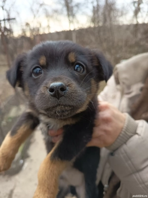 Câței gratis 2 luni - imagine 2