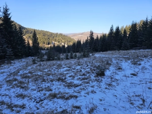 Teren extravilan de vânzare înconjurat de pădure in Bucovina zona Breaza - imagine 9