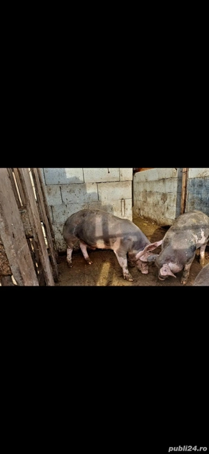 vând porcei petrain - imagine 2
