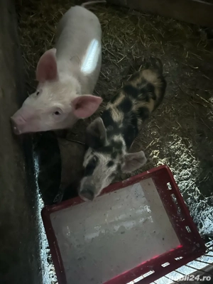 vand purcei  - imagine 2