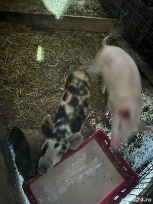 vand purcei  - imagine 4