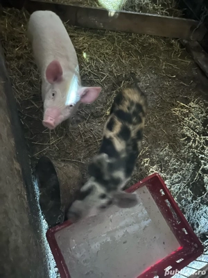 vand purcei  - imagine 3