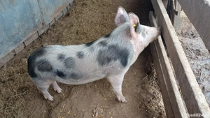 pucica de sămânța  - imagine 2