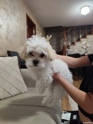 Bichon maltez mini toy  - imagine 3