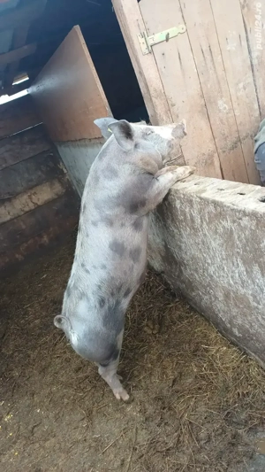 pucica de sămânța  - imagine 3