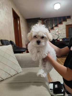 Bichon maltez mini toy  - imagine 2