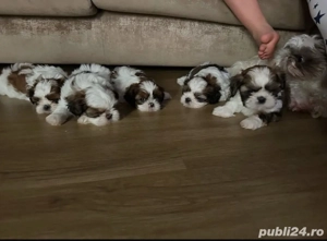Shih Tzu puiuti 