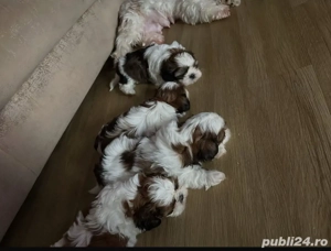 Shih Tzu puiuti  - imagine 2