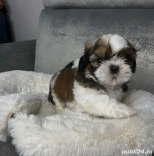 Shih Tzu puiuti  - imagine 3